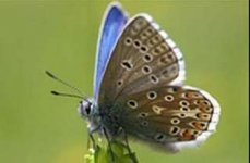 adonis_biru.jpg