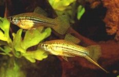 ikan_pedang.jpg