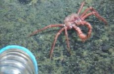 kepiting_raja.jpg