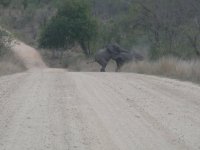 gajah.jpg