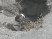 penguin.jpg