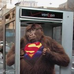 gorila superman.jpg