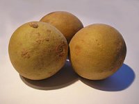 _Buah_Manilkara kauki.JPG