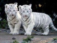 xin_efe319da77fc4a1fbf9b9a41098d95e8_tiger.jpg