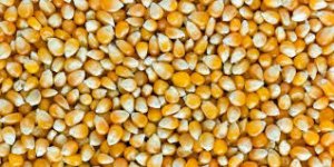 Jagung 1.jpg