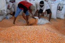 Jagung 2.jpg