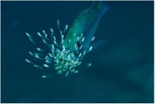 ikan.JPG
