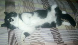 My cat lucu messy.jpg