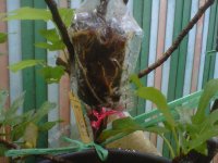 IMG01115-20111224-1544.jpg