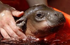pigmy.jpg