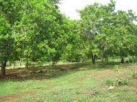 tn_31000M2_SikumanaMaulafa_2.jpg