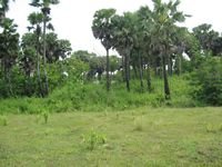 tn_31000M2_SikumanaMaulafa_3.jpg