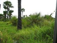 tn_Lokasi_10 Ha_Naibonat_2.jpg