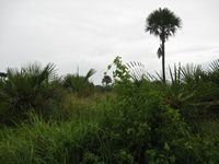tn_Lokasi_10 Ha_Naibonat_3.jpg