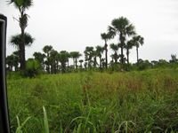 tn_Lokasi_10 Ha_Naibonat_4.jpg