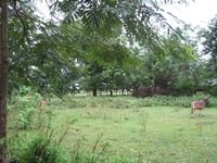 tn_Lokasi_6000M2_Ds_Oesao_2.jpg