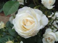 white_rose.jpg