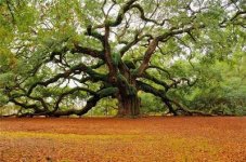 angeloak.jpg