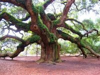 angeloak2.jpg