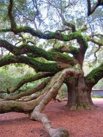 angeloak4.jpg