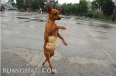 Doggie 2.jpg