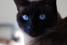 2237481020099929527S600x600Q85.jpg