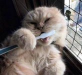 catbrush.jpg