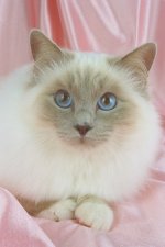 cat birman.jpg