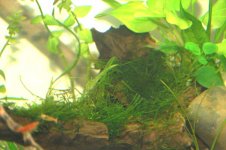 xmass-moss.jpg