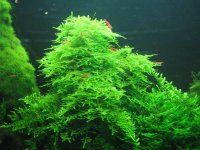 taiwan-moss_small.jpg
