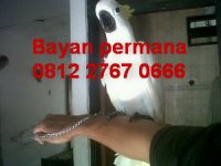 yulianto2.jpg