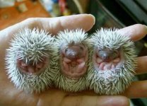 1_landak_imut.jpg