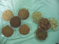 ALL TYPE SAWDUST AND SHAVING WOOD RIKA.jpg