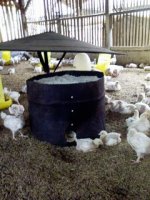 SHAVING WOOD IN CHICKEN FARM RIKA.jpg
