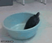 turtel.gif