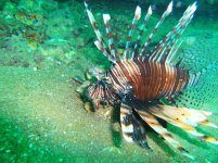 similan 2.jpg