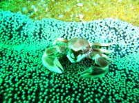 similan 4.jpg