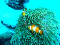 similan 5.jpg
