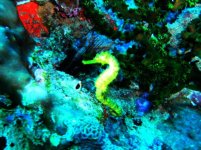 similan 6.jpg