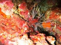 similan 8.jpg