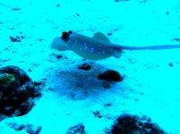 similan 13.jpg