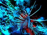 similan 14.jpg