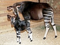 gal_oddities_okapi.jpg
