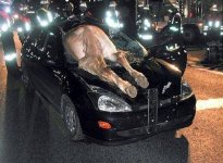 horse-car.jpg