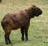 national-animal-takin.JPG