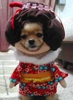 geisha-dog.jpg