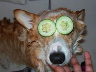dogs007.jpg