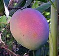 mangga pesolek.jpg