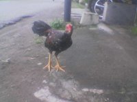AYAM KAKI 5 A.jpg