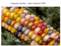 Jagung-IPB.jpg
